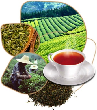 Ceaiul si arborele de ceai sursa de sanatate si relaxare